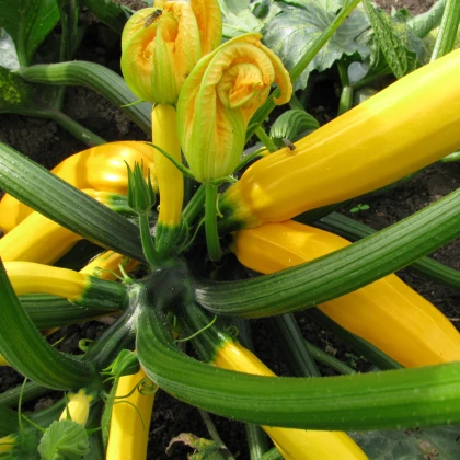 Cuketa Saffron F1 - Cucurbita pepo - semena - 7 ks