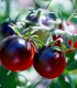 Rajče černé Cherry - Solanum lycopersicum - semena rajčete - 6 ks