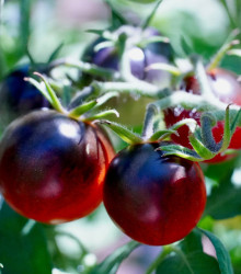 Rajče černé Cherry - Lycopersicon esculentum - semena rajčete - 6 ks