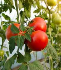 Rajče raný zázrak - Solanum lycopersicum - semena -  6 ks