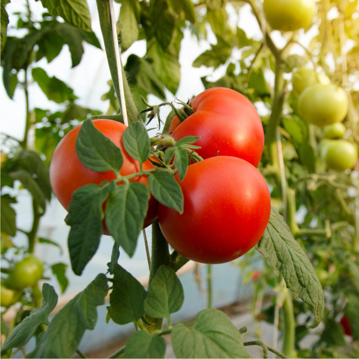 Rajče raný zázrak - Solanum lycopersicum - semena -  6 ks