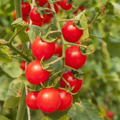Rajčátka cherry červená - Solanum lycopersicum - semena rajčete - 6 ks