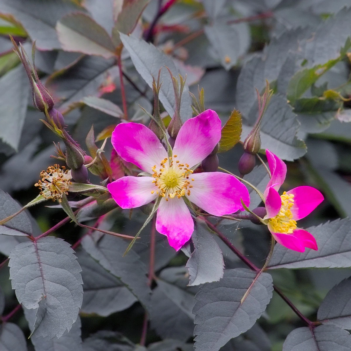 Růže sivá - Rosa glauca - semena růže - 5 ks