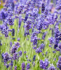 BIO Levandule lékařská - Lavandula officinalis - bio semena levandule - 50 ks