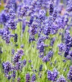 BIO Levandule lékařská - Lavandula officinalis - bio semena levandule - 50 ks