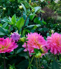 Jiřinka Rosella - Dahlia - cibuloviny - 1 ks