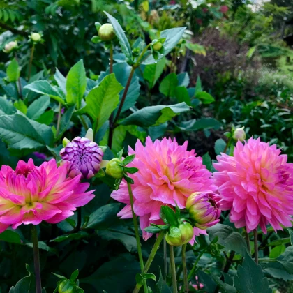 Jiřinka Rosella - Dahlia - cibuloviny - 1 ks