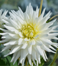 Jiřinka White Star - Dahlia - cibuloviny - 1 ks