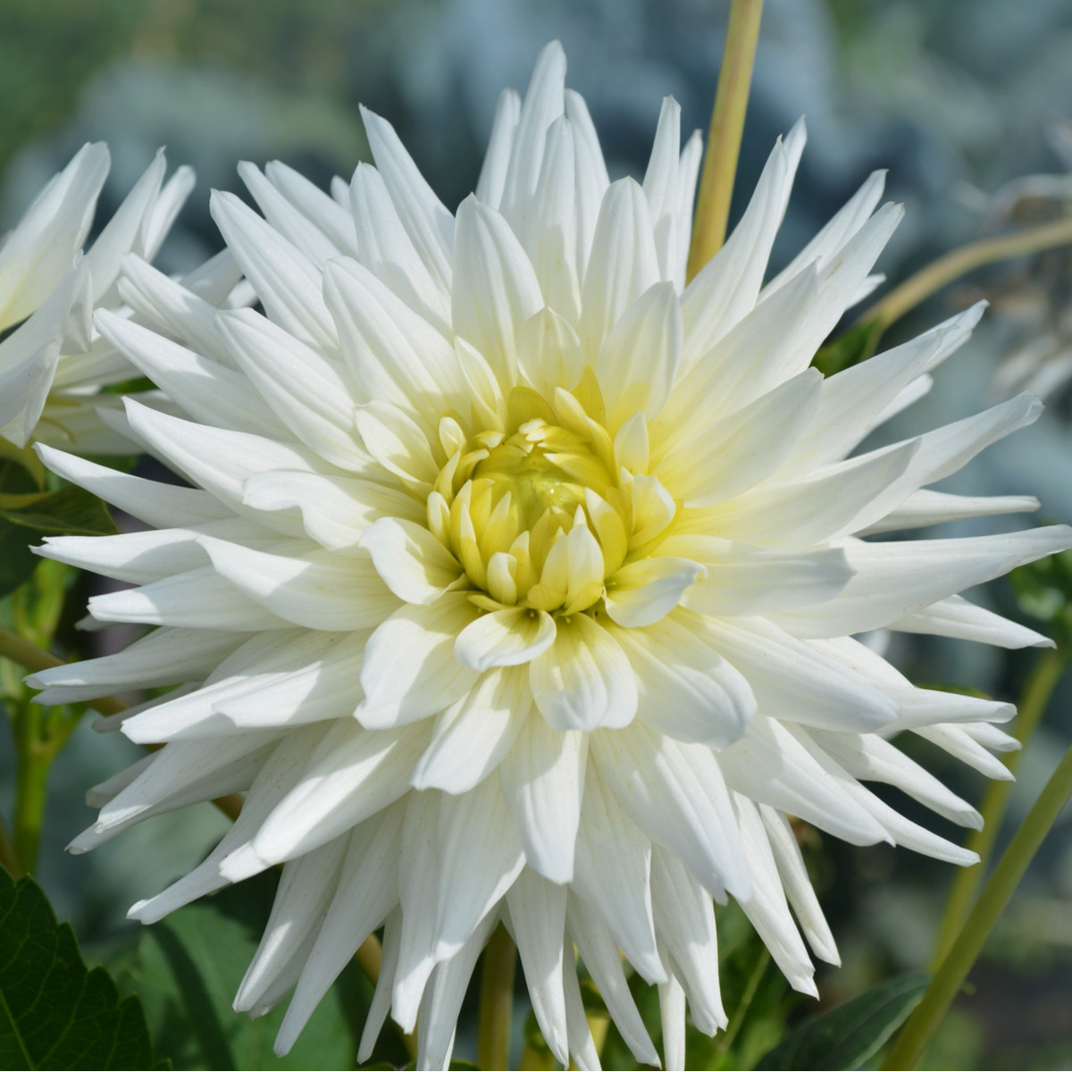 Jiřinka White Star - Dahlia - cibuloviny - 1 ks