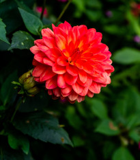 Jiřinka Pomponkovitá New Baby - Dahlia - cibuloviny - 1 ks