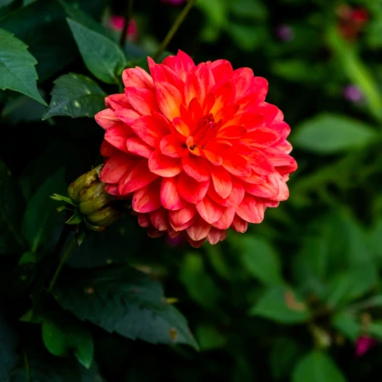 Jiřinka Pomponkovitá New Baby - Dahlia - cibuloviny - 1 ks