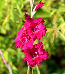 Gladiol purpurový - Gladiolus Plum Tart - cibuloviny - 3 ks