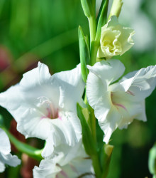 Gladiol bílý - Gladiolus White Prosperity - cibuloviny - 3 ks