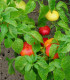 Rajčatová paprika Nagykuti - Capsicum annuum - semena - 7 ks
