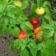 Rajčatová paprika Nagykuti - Capsicum annuum - semena - 7 ks