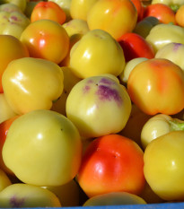 Rajčatová paprika Nagykuti - Capsicum annuum - semena - 7 ks