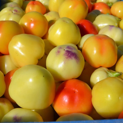 Rajčatová paprika Nagykuti - Capsicum annuum - semena - 7 ks