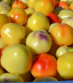 Rajčatová paprika Nagykuti - Capsicum annuum - semena - 7 ks