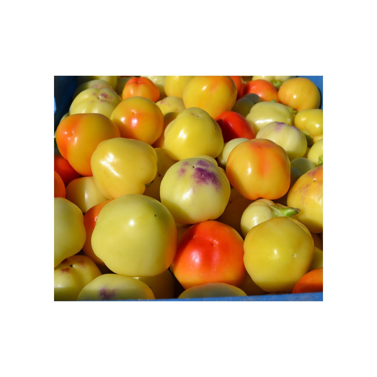 Rajčatová paprika Nagykuti - Capsicum annuum - semena - 7 ks