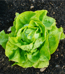 BIO Salát hlávkový máslový Sylvesta - Lactuca sativa - bio semena salátu - 100 ks