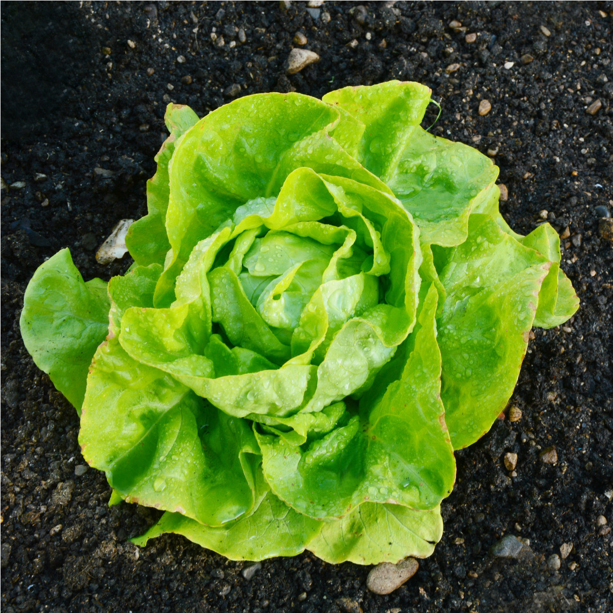 BIO Salát hlávkový máslový Sylvesta - Lactuca sativa - bio semena salátu - 100 ks