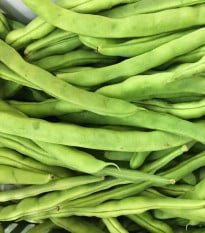 BIO fazole keříčková Maxi - Phassseolus vulgaris - semena - 5 ks