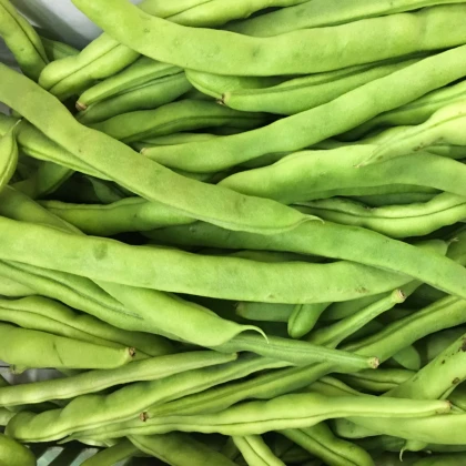 BIO fazole keříčková Maxi - Phassseolus vulgaris - semena - 5 ks