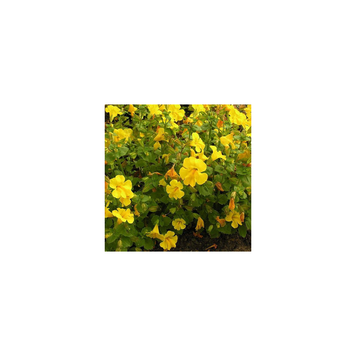 Kejklířka žlutá - Mimulus luteus - semena kejklířky - 200 ks