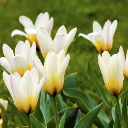 Tulipán Concerto - Tulipa - cibule tulipánu - 3 ks