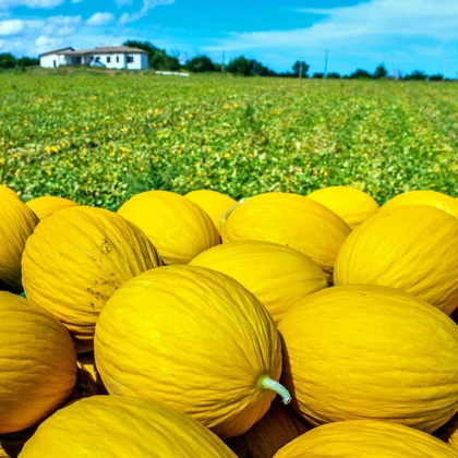 Meloun medový Bimbo F1 - Citrullus lanatus - semena melounu - 6 ks