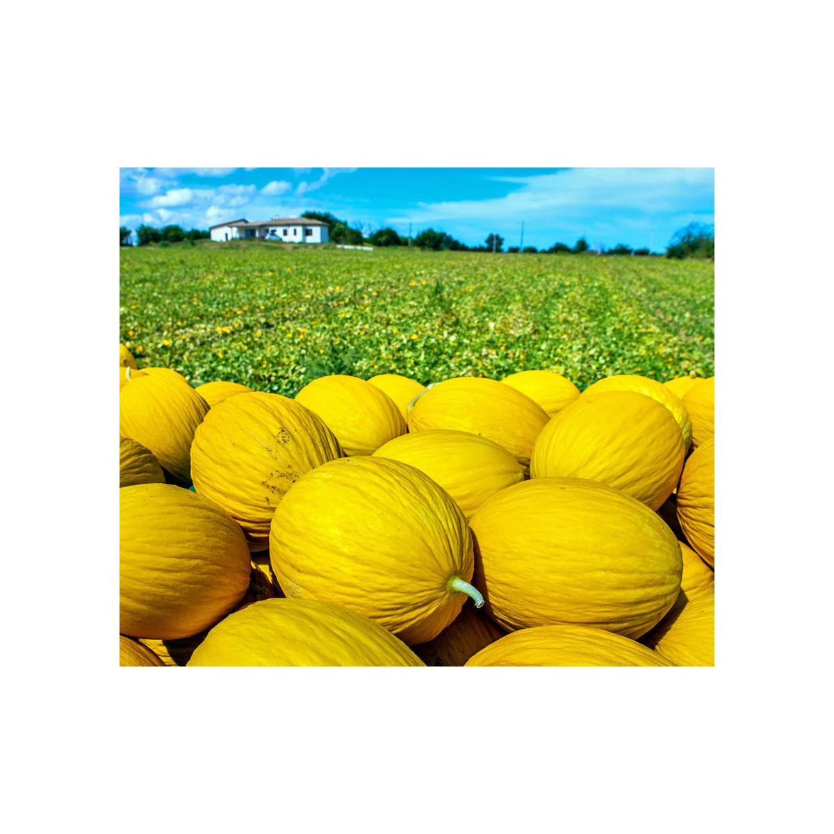 Meloun medový Bimbo F1 - Citrullus lanatus - semena melounu - 6 ks