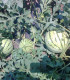BIO Meloun cukrový Early Moonbeam - Citrullus lanatus - bio semena melounu - 6 ks