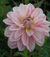 Jiřinka žlutá topmix - Dahlia - cibuloviny - 1 ks