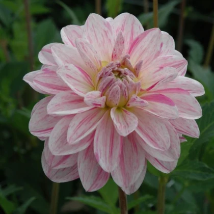 Jiřinka žlutá topmix - Dahlia - cibuloviny - 1 ks