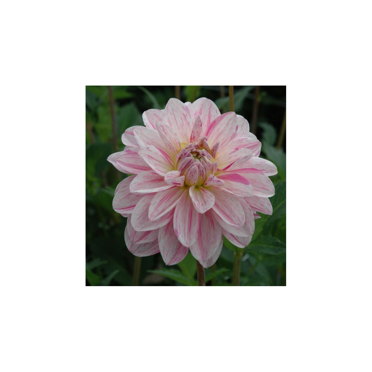 Jiřinka žlutá topmix - Dahlia - cibuloviny - 1 ks