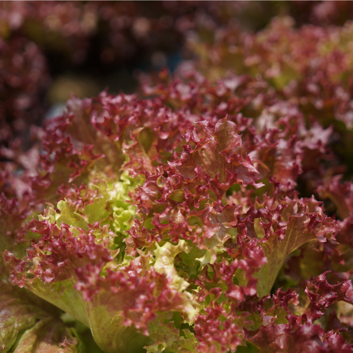 BIO Salát listový kadeřavý Lollo Rossa - Lactuca sativa - bio semena salátu - 0,1 g