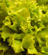 BIO Salát hlávkový Maikönig - Lactuca sativa - bio semena salátu - 0,1 g