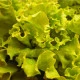 BIO Salát hlávkový Maikönig - Lactuca sativa - bio semena salátu - 0,1 g