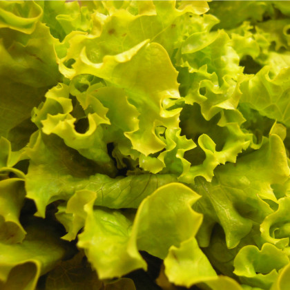 BIO Salát hlávkový Maikönig - Lactuca sativa - bio semena salátu - 0,1 g