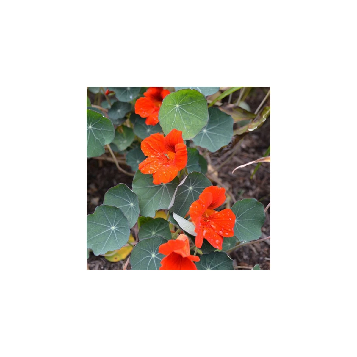 Lichořeřišnice nízká Princess of India - Tropaeolum minus - semena lichořeřišnice - 15 ks