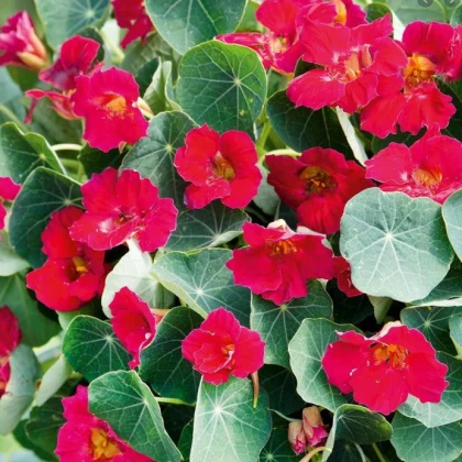 Lichořeřišnice nízká Baby Deep Rose - Kapucínka - Tropaeolum minus - semena lichořeřišnice - 8 ks