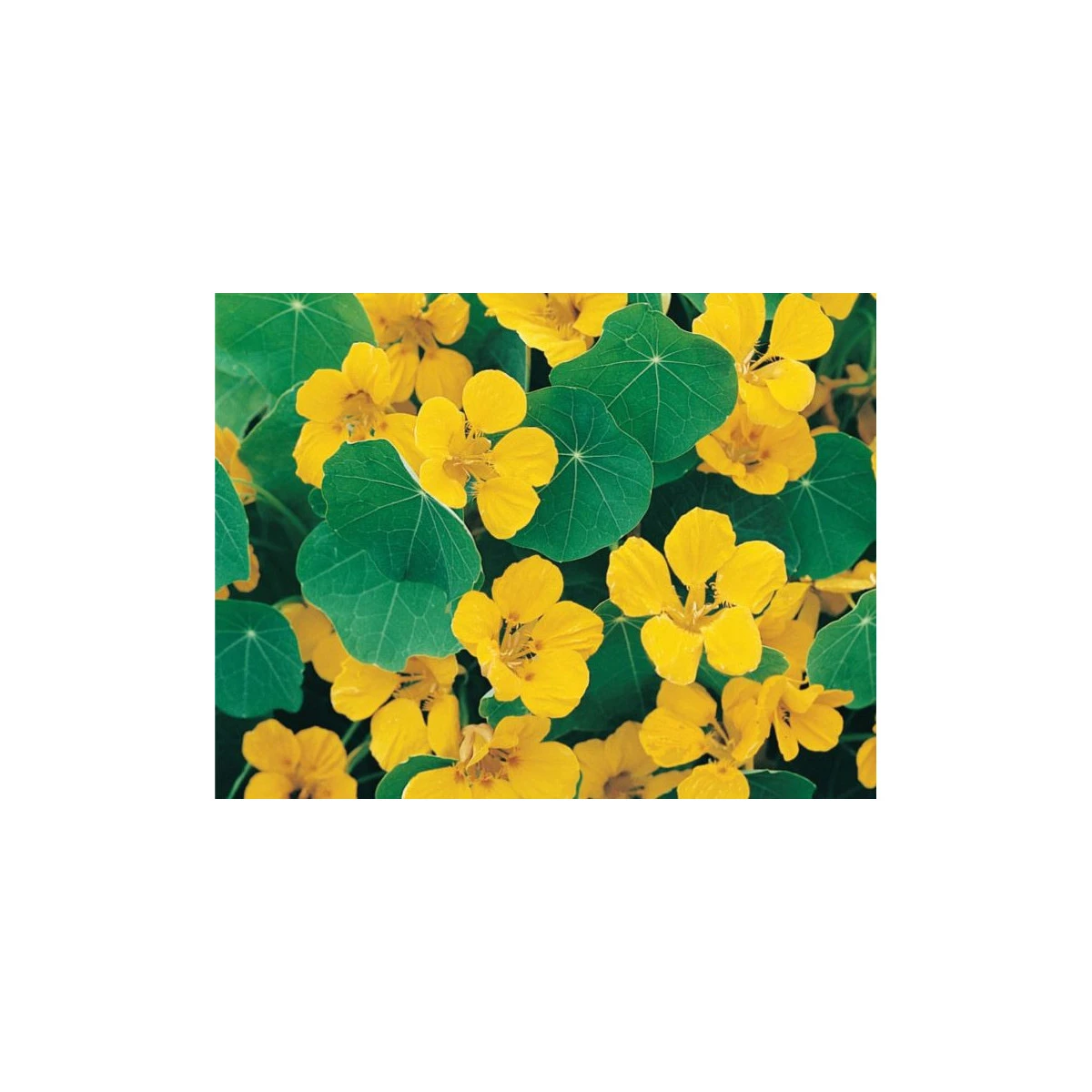 Lichořeřišnice nízká Tip Top Gold - Kapucínka - Tropaeolum minus - semena lichořeřišnice - 10 ks