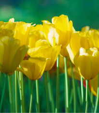 Tulipán Monte Carlo - Tulipa - cibuloviny - 3 ks