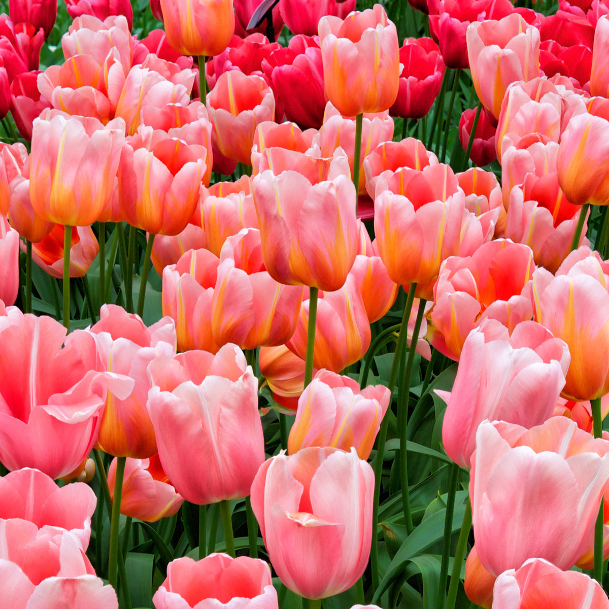 Tulipán Menton - Tulipa - cibule tulipánu - 3 ks