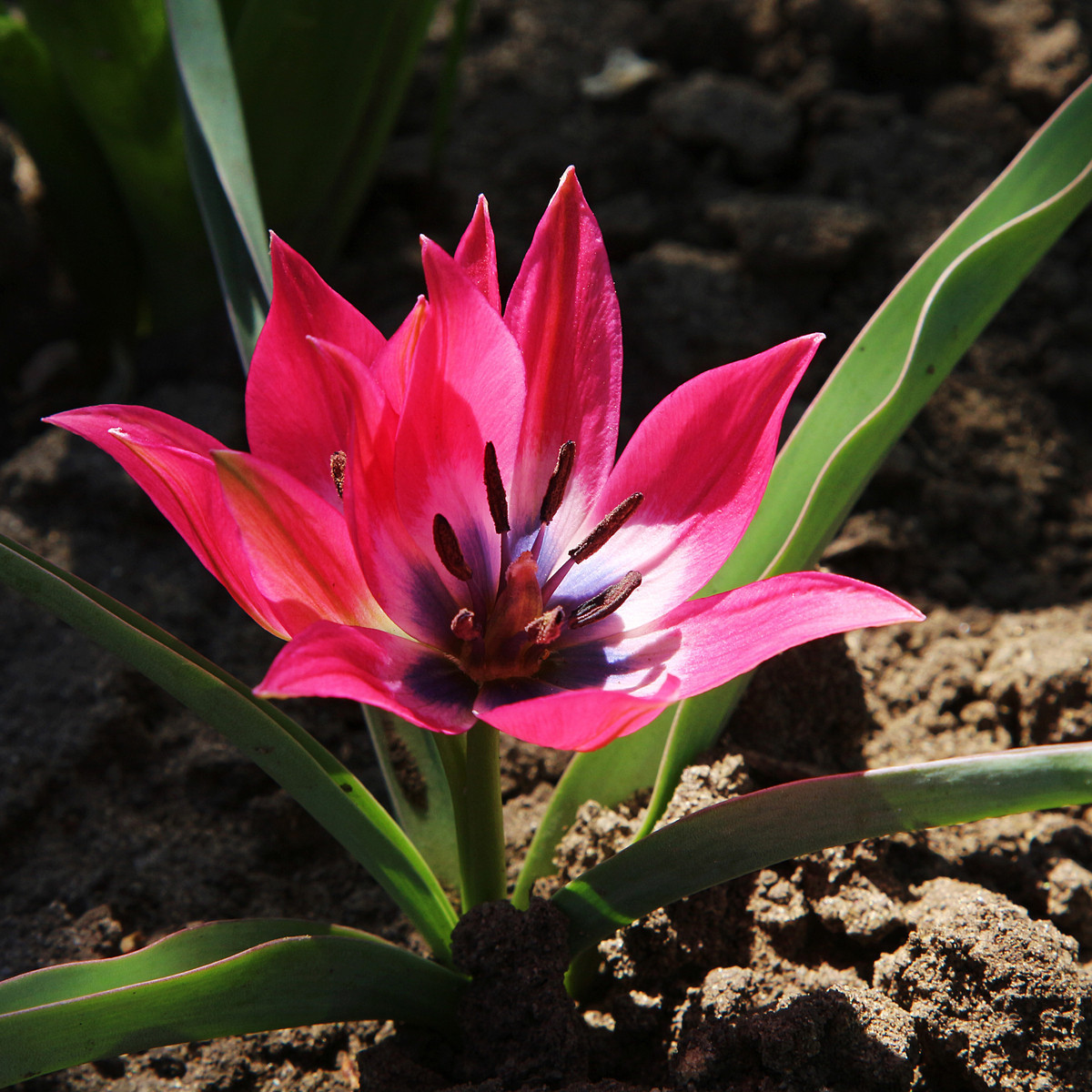 Tulipán Little Beauty - Tulipa - cibule tulipánu - 3 ks