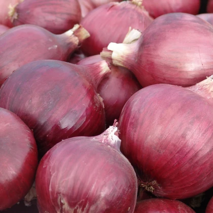 Cibule Grenada - Allium cepa - semena - 0,5 g