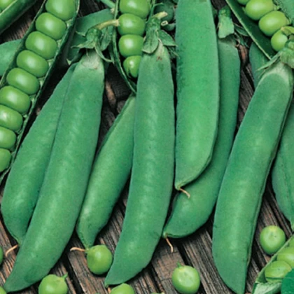 Hrách dřeňový Winner - Pisum sativum - semena - 15 g