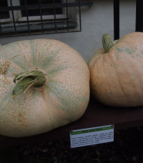 Tykev veltruská - Cucurbita maxima - semena - 5 ks