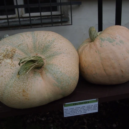Tykev veltruská - Cucurbita maxima - semena - 5 ks