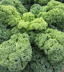 Kadeřávek Husar - Brassica oleracea L. - semena - 140 ks